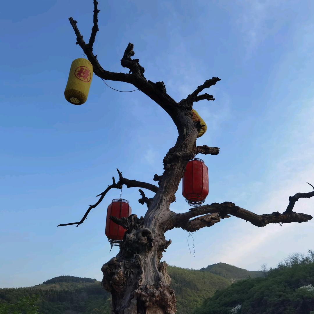 雅雅
