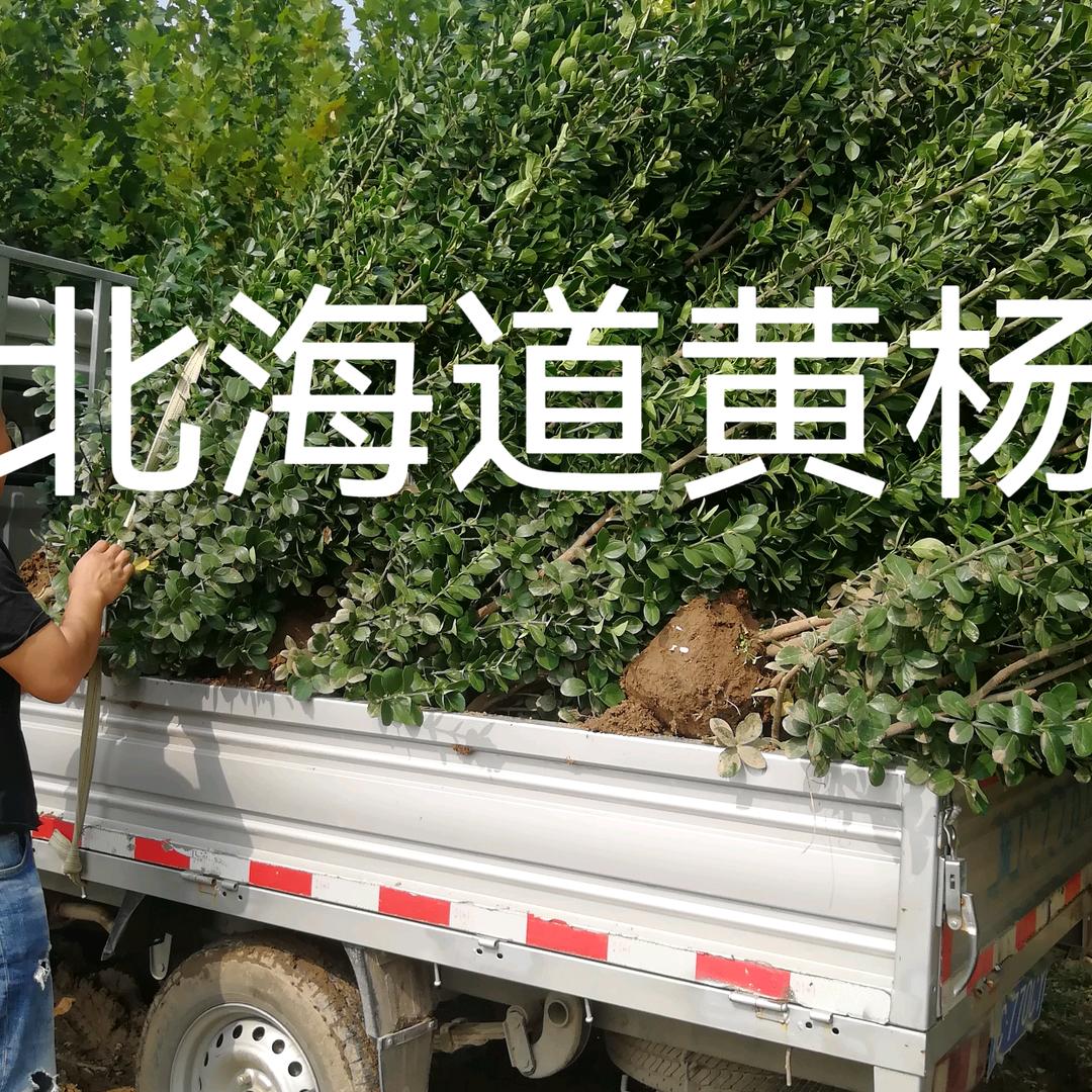 洛阳吉喜波苗木