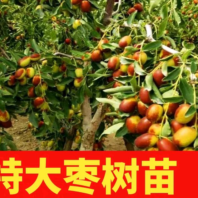 茗果爱小祝果树苗木专卖店