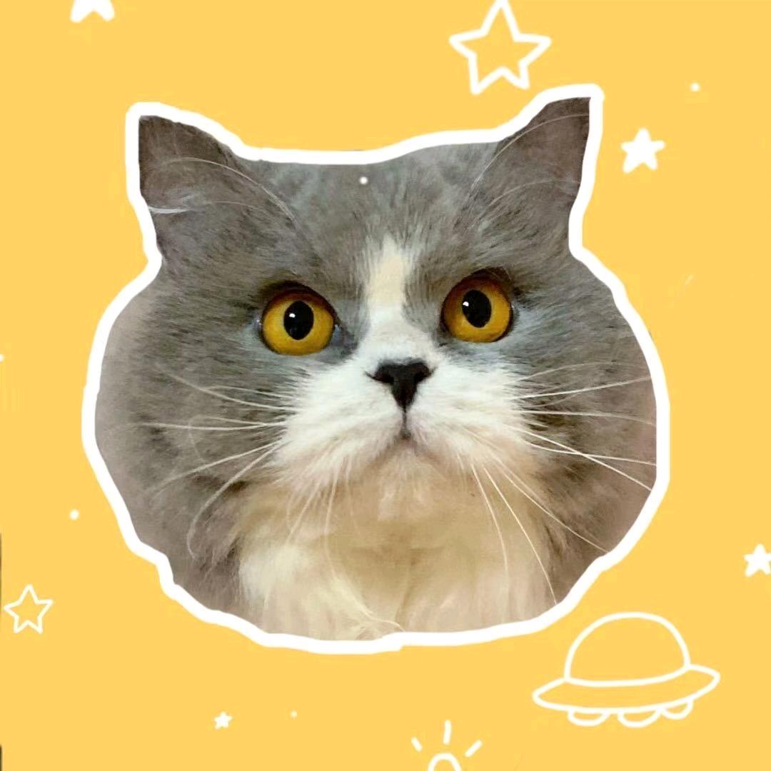糖糖是只猫
