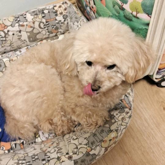 小丸子