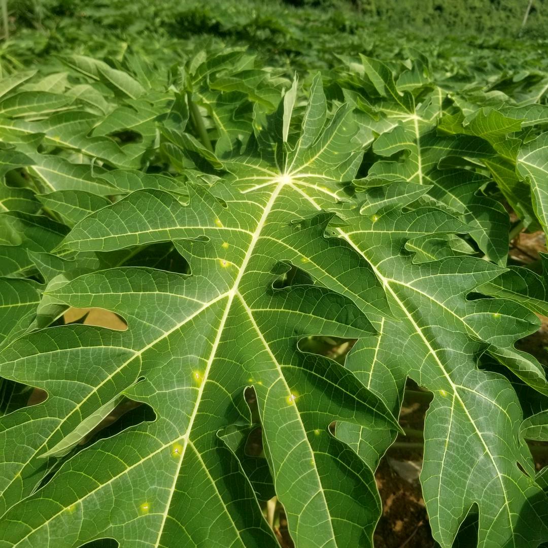妹不懂哥的心