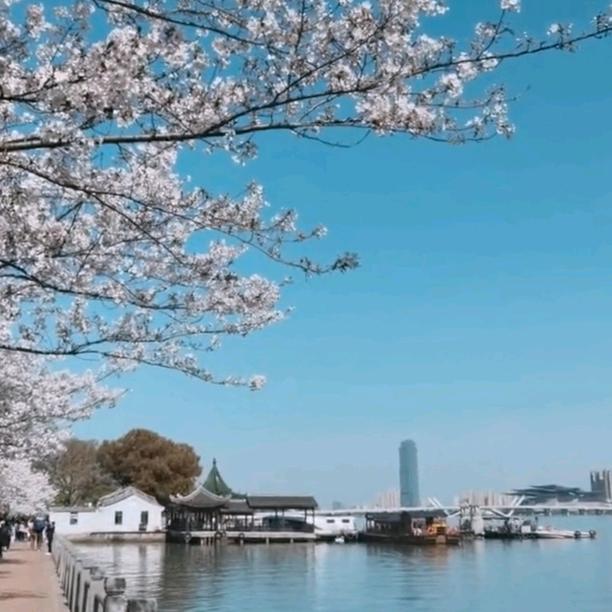 梅前花