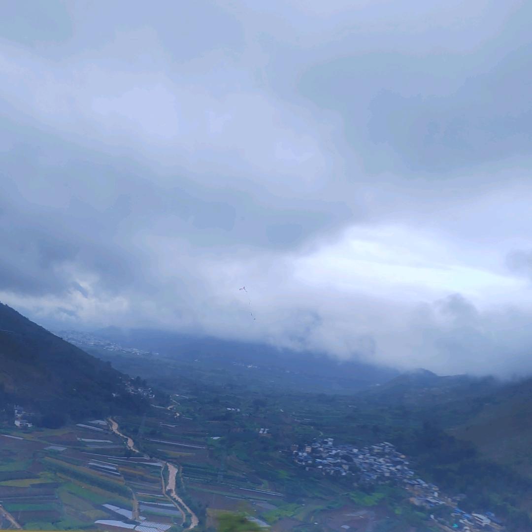 茶梅