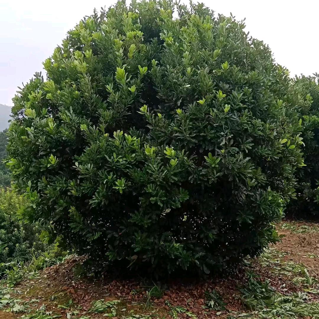 靖州县建华苗木