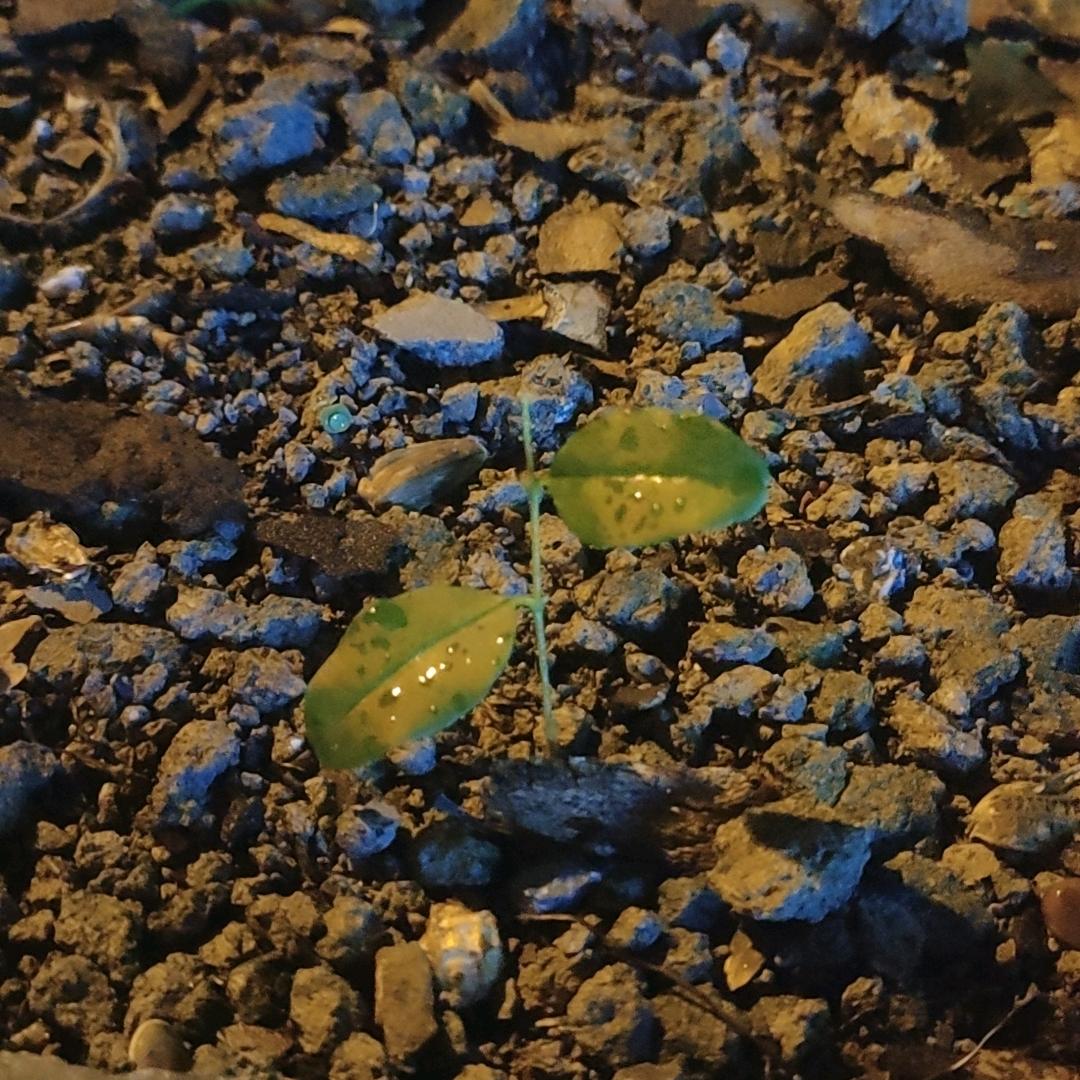 苦涩头像