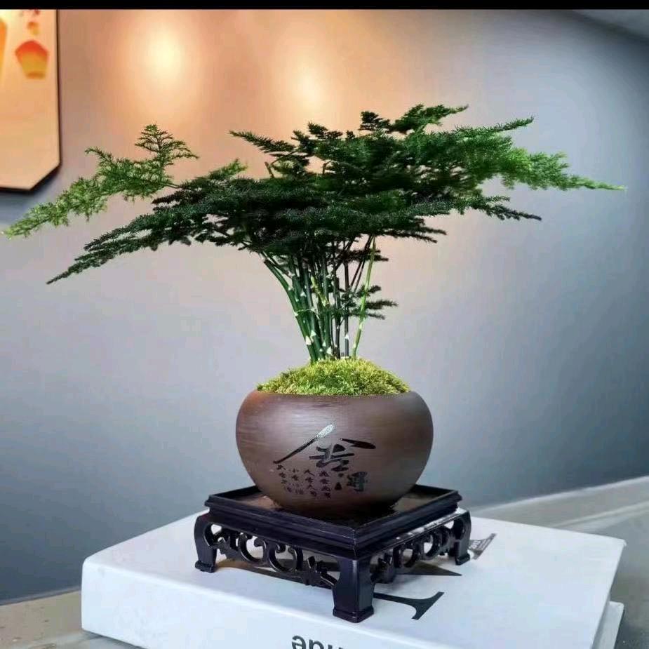 莉霞