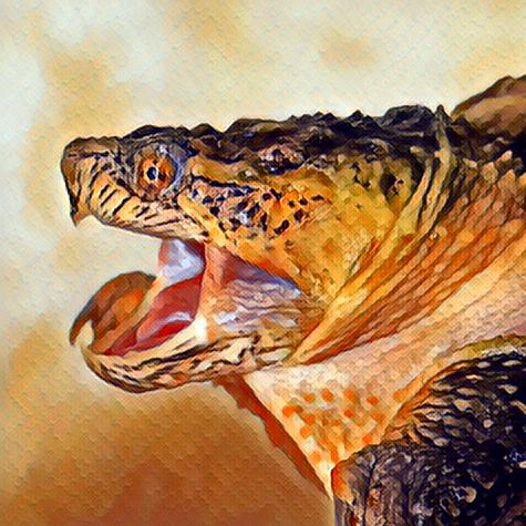 黑豹火焰鳄龟宠