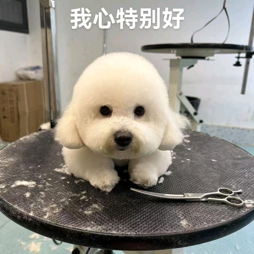 汤圆和小小白