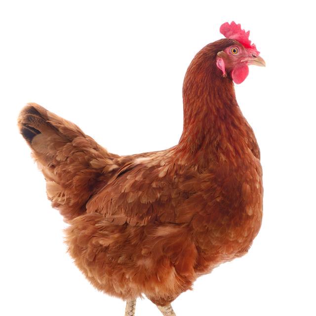 🐔鸡无忧～王东