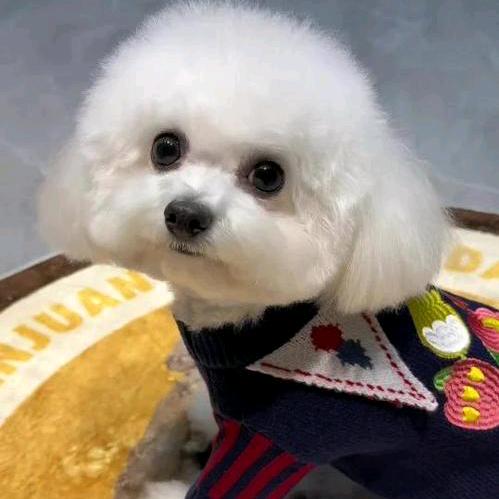 (一只)听话的小狗