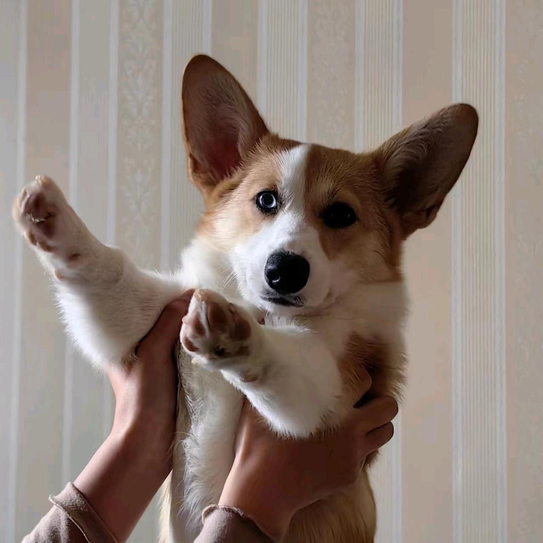 坨坨大吃货🍿🍟🍔🍕🍖🍤🥫