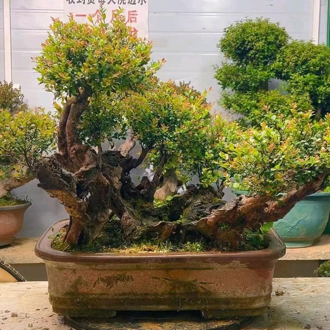 桂林市临桂拾光忆花卉园艺