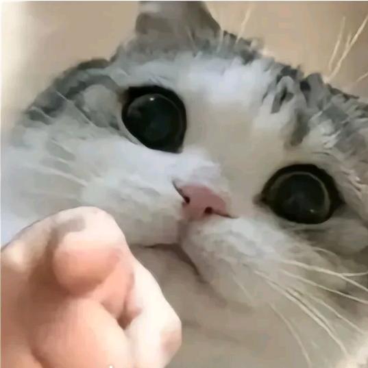 看个蛋炒饭