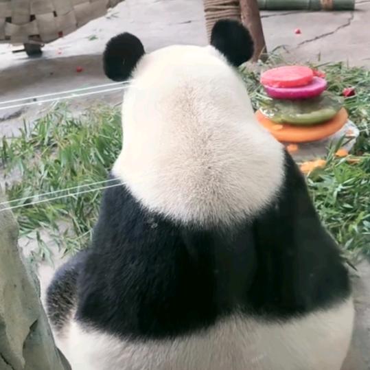 吉祥如意🐼panda