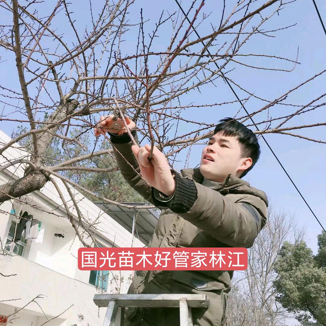 国光苗木好管家-林江