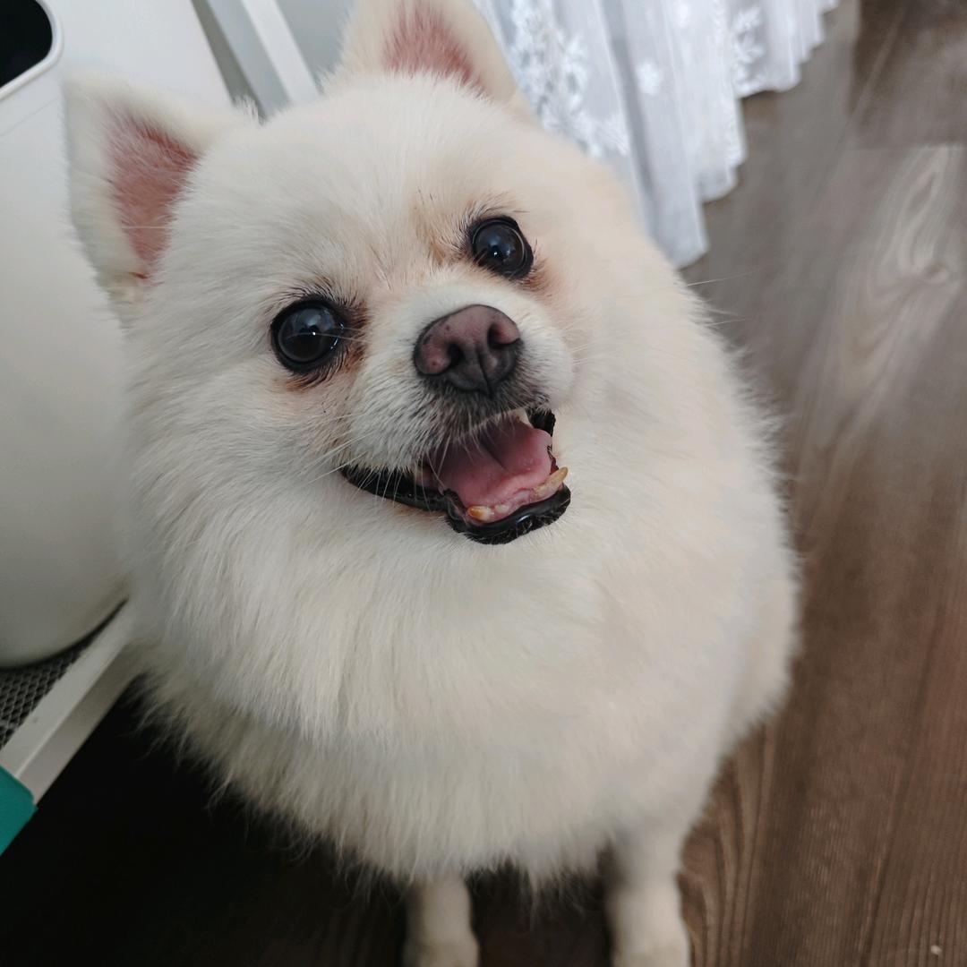 小辉辉（三角州行动）