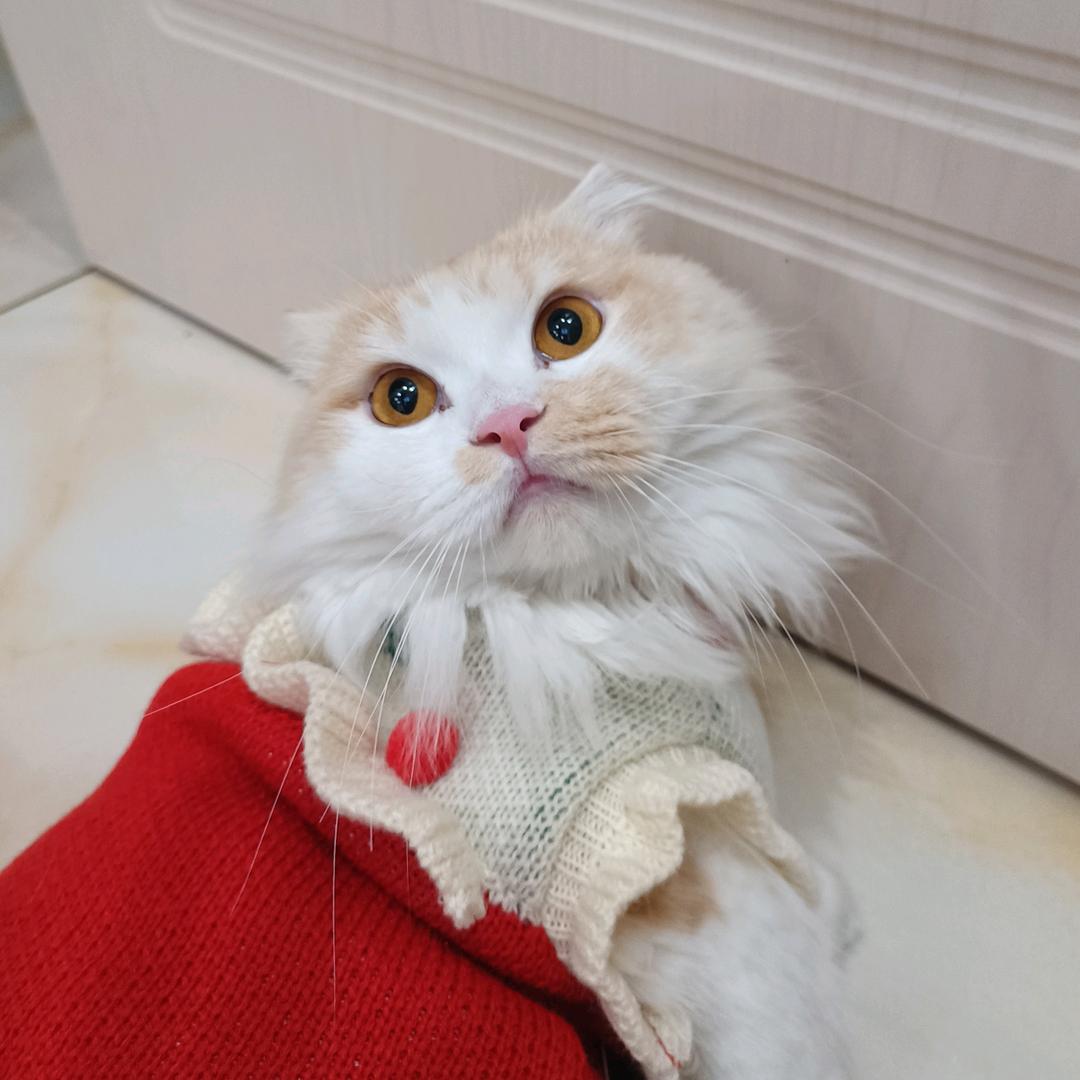 金美盼😽