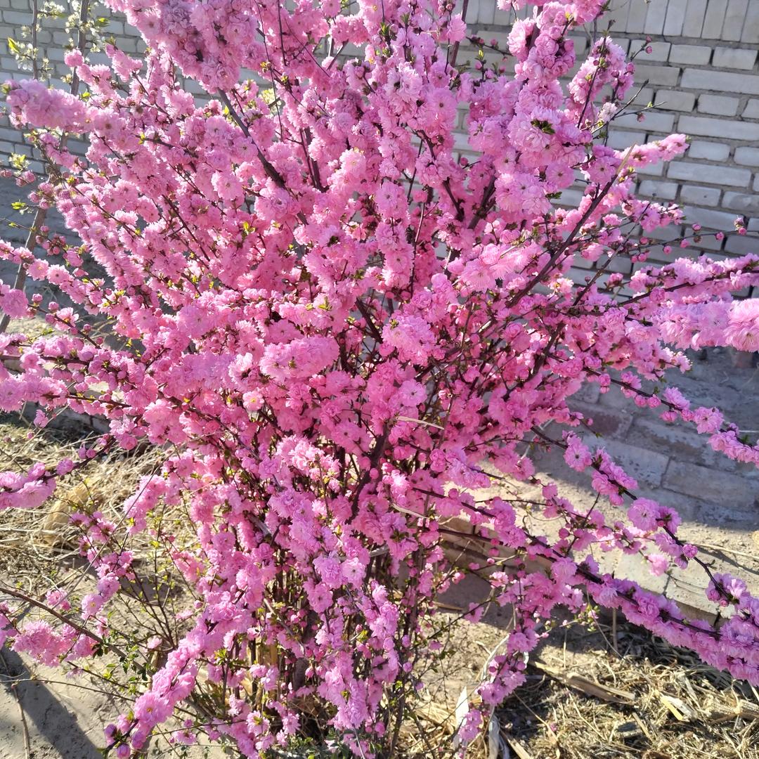 👉幸福小梅子👈🌹🌹