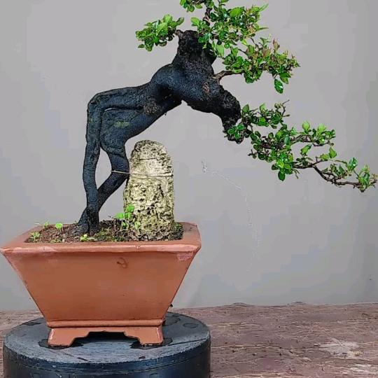 森林人