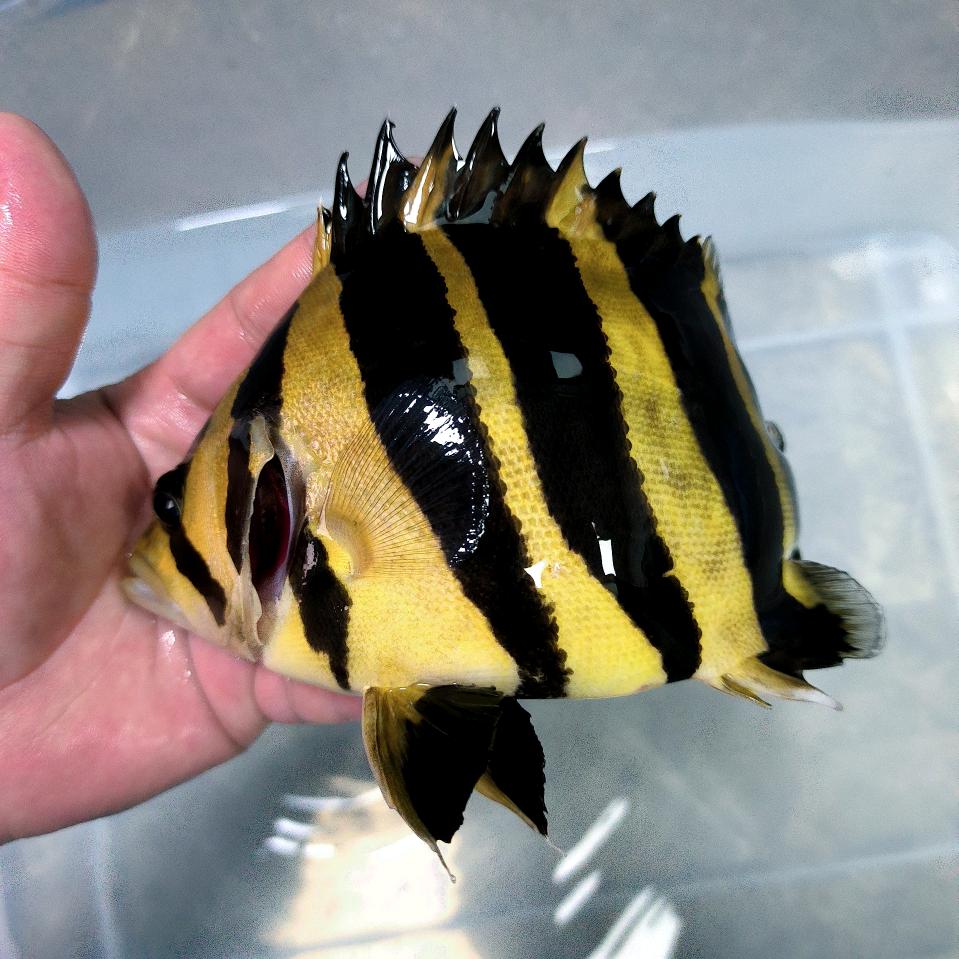 帝虎之家