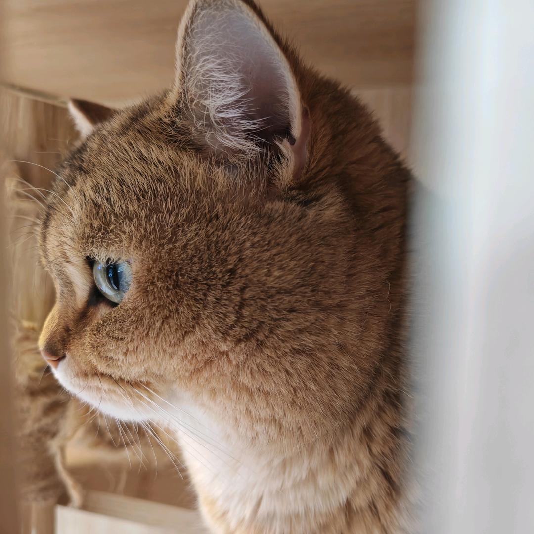 白茶
