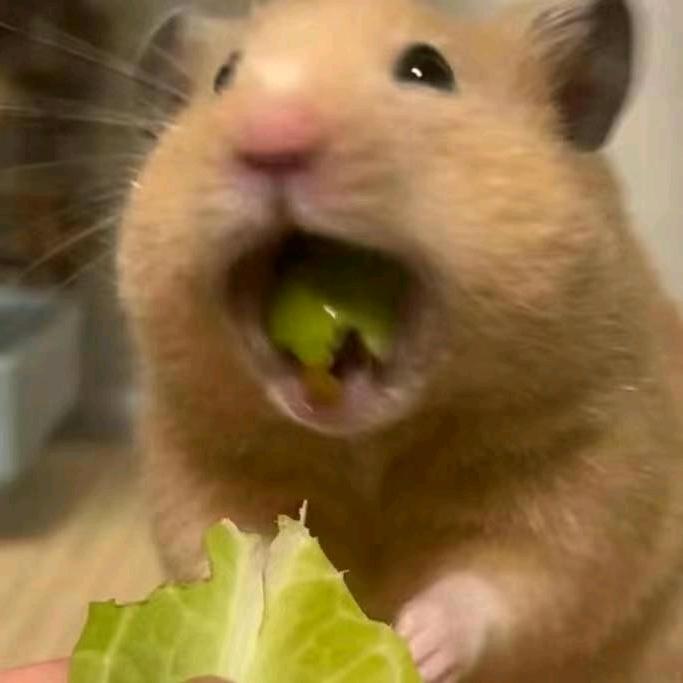 ...老鼠