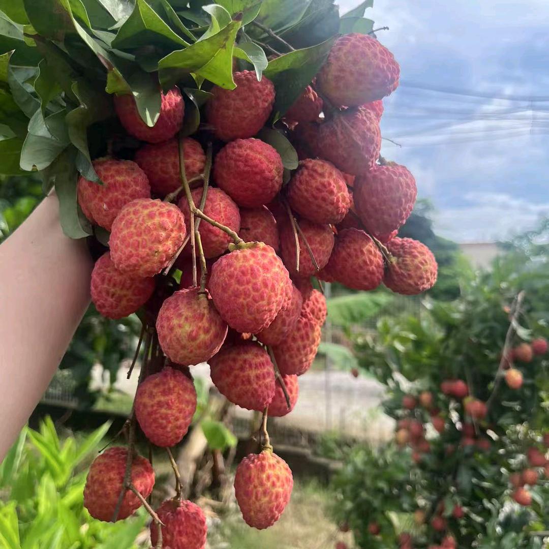 甜甜果妹进口果苗