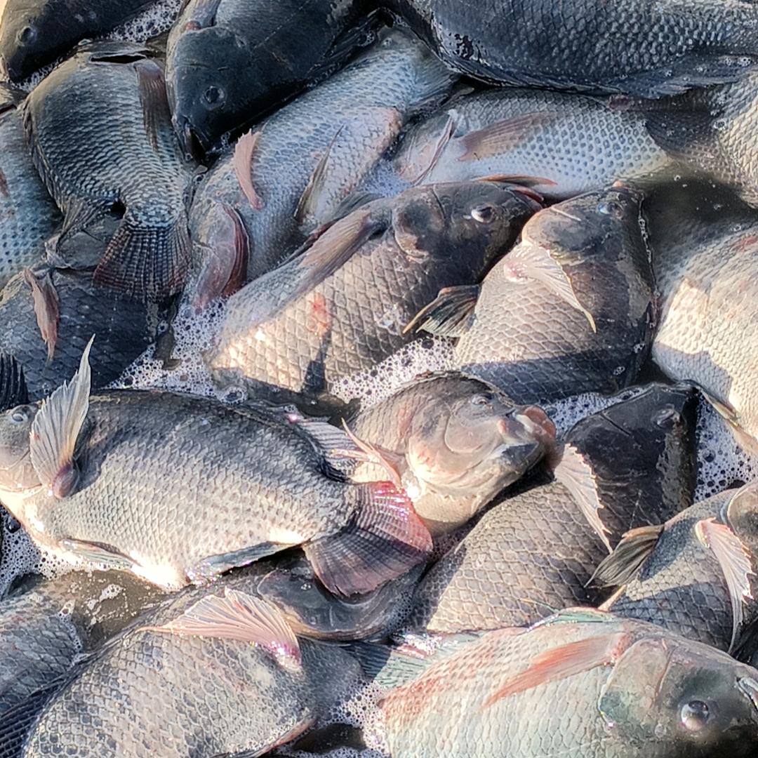 顺意钓鱼场（营业中）