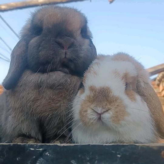 太阳花