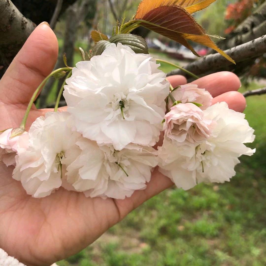 人间清醒了呀