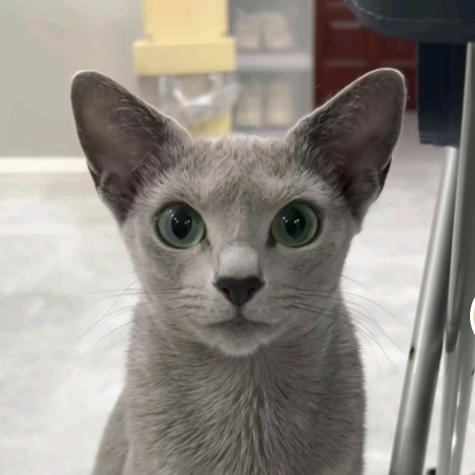 猫哥