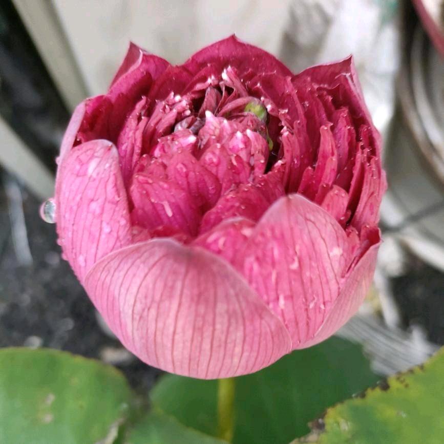陆琳