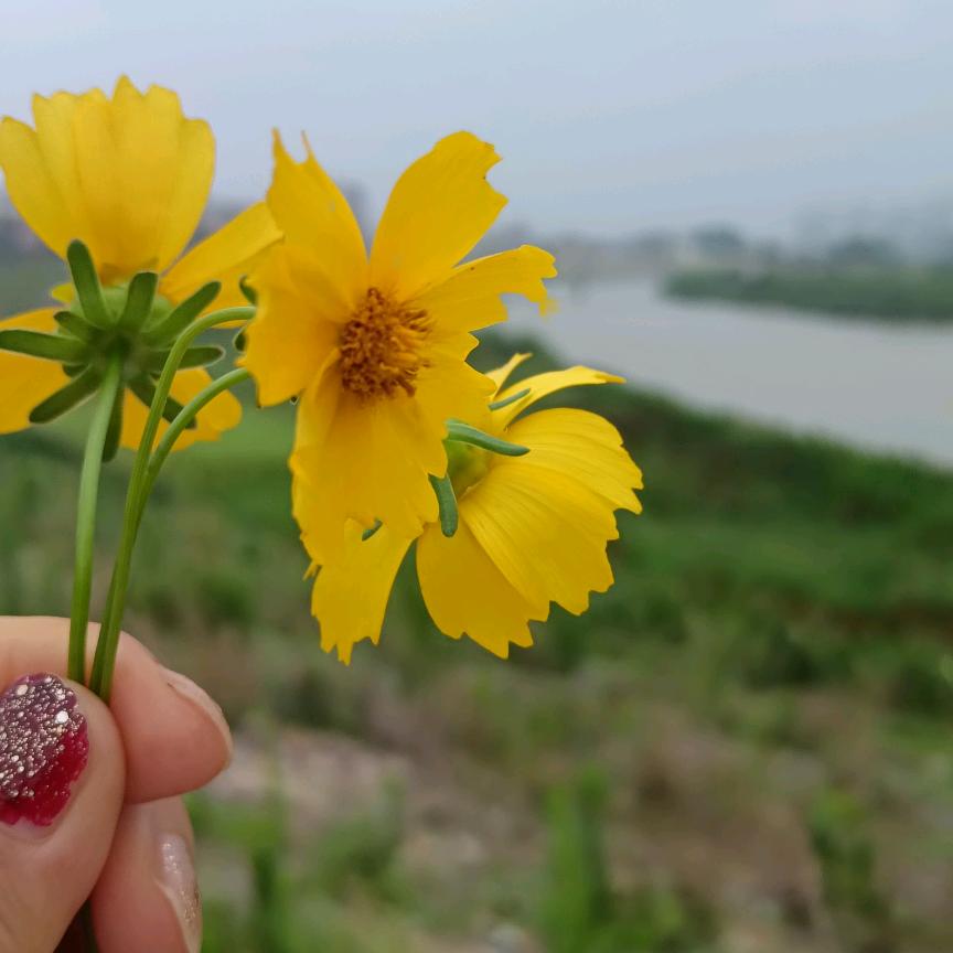刘娜果业