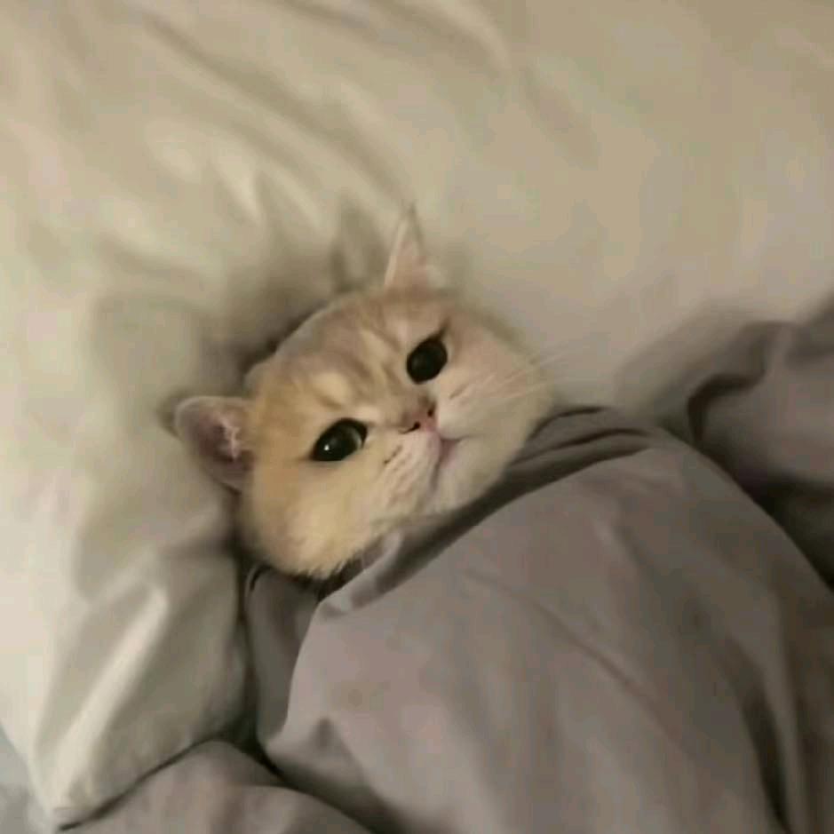 皆所愿