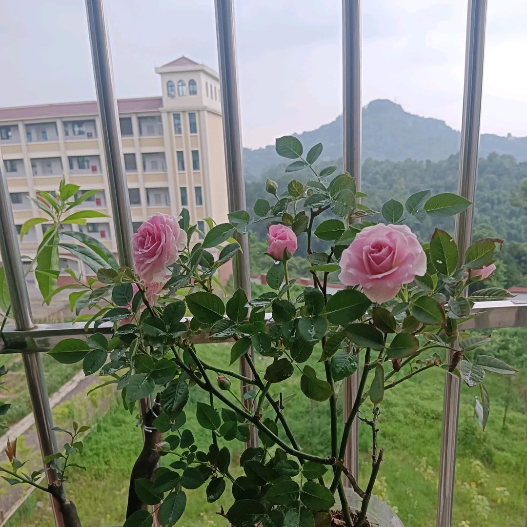 飘落的枫叶🍁坚持