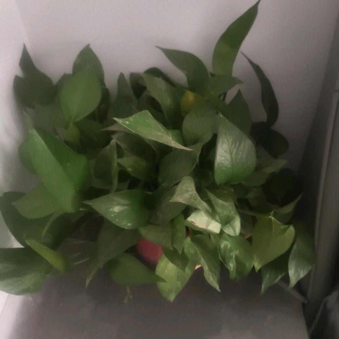 有