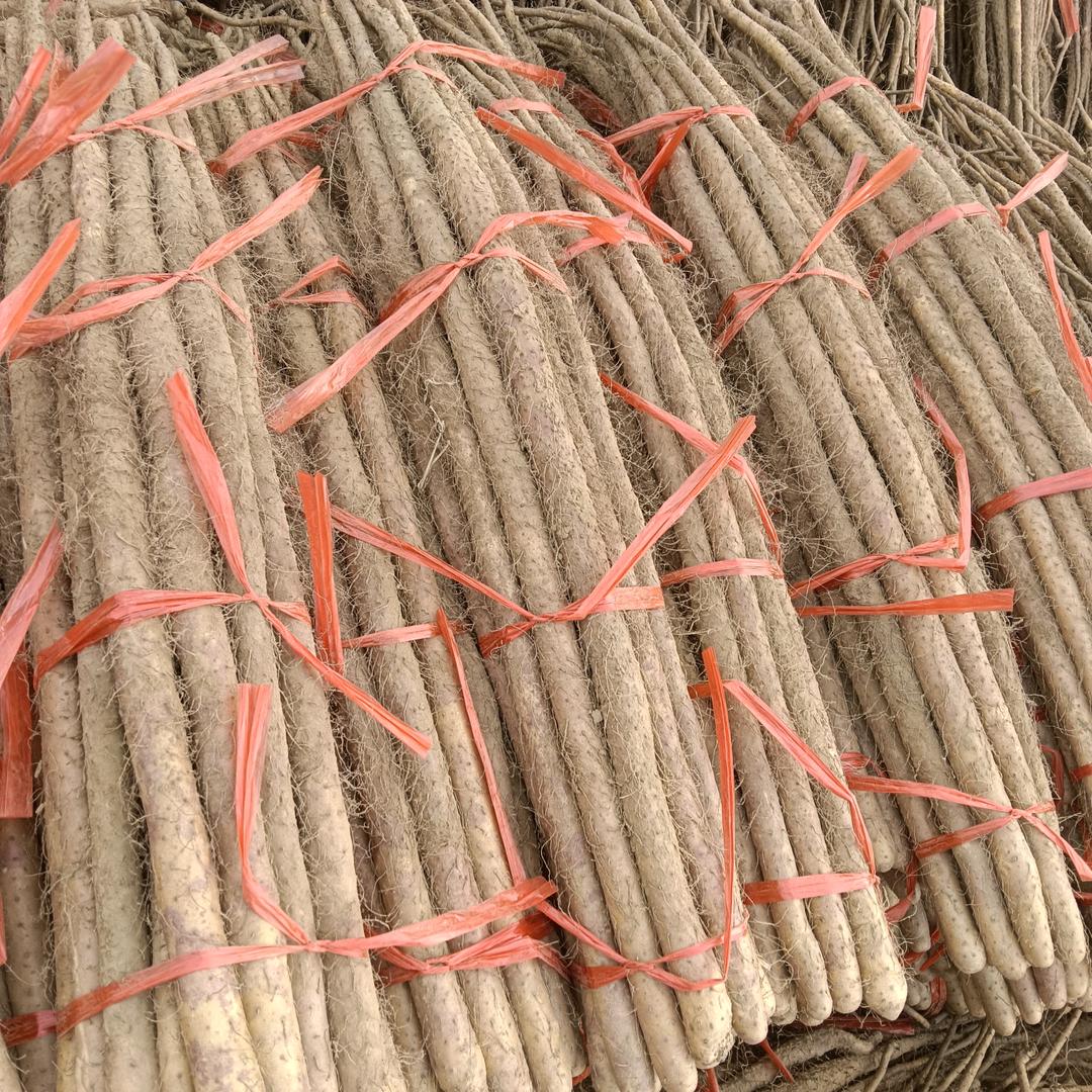 梦的传奇