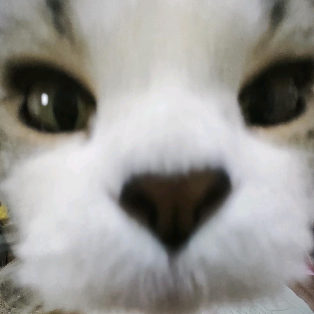 菠萝凤梨