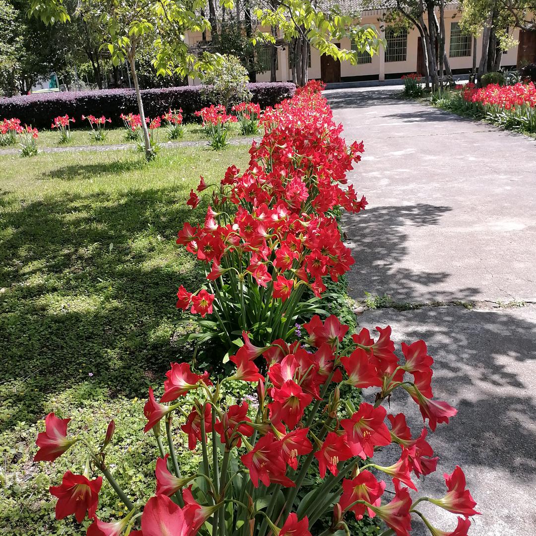 花开富贵。