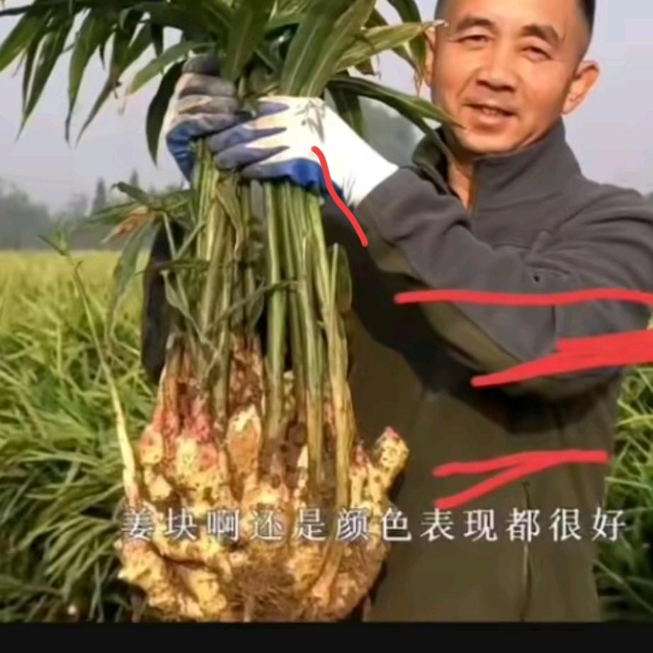 渭南市赤水镇生姜种植