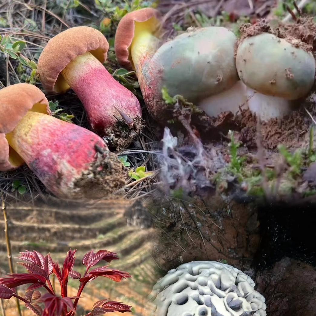 云南野生菌香椿批发零售
