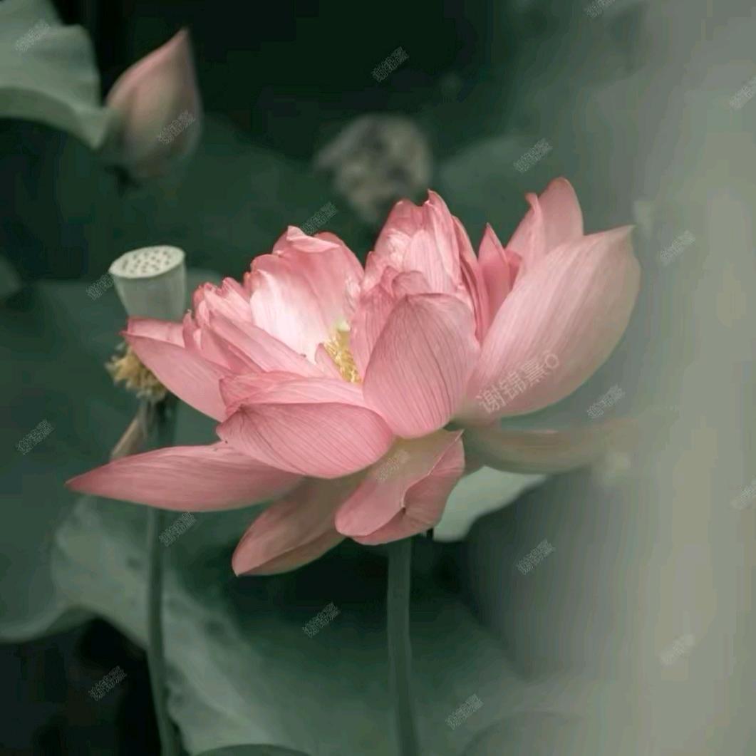 牛牛牛小盆友🌻