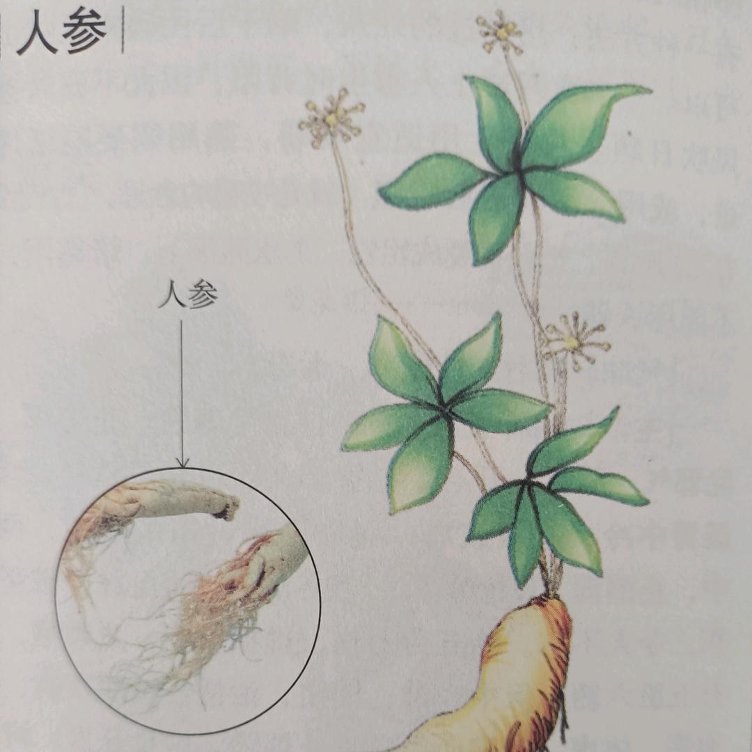 星星(小药师)