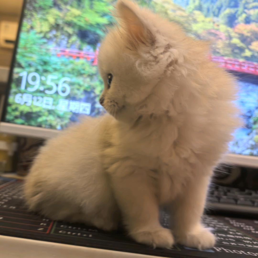 湖北猫王萌宠严选