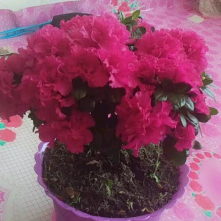 dy47y幸福一家t44anw