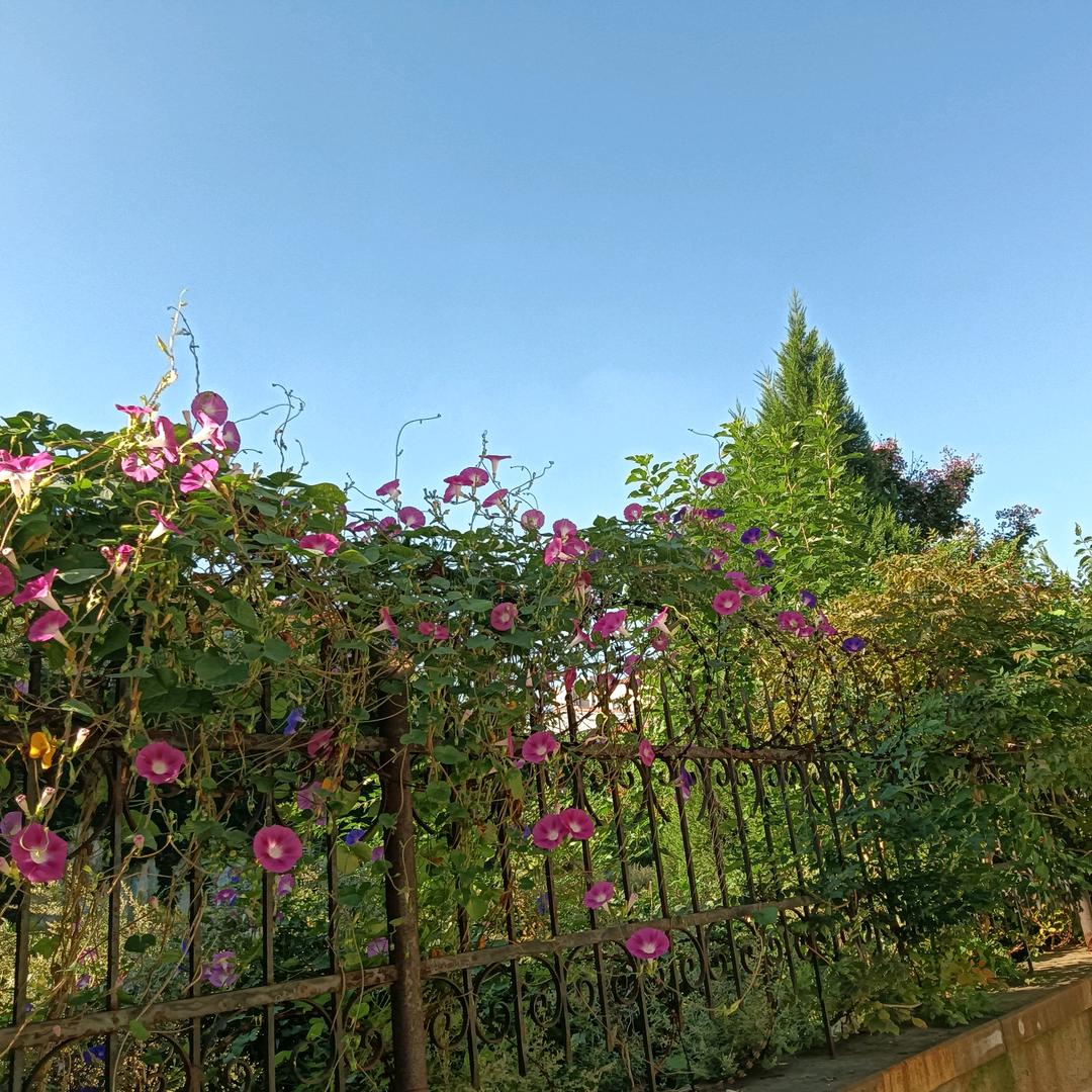 爱人如己，妙手