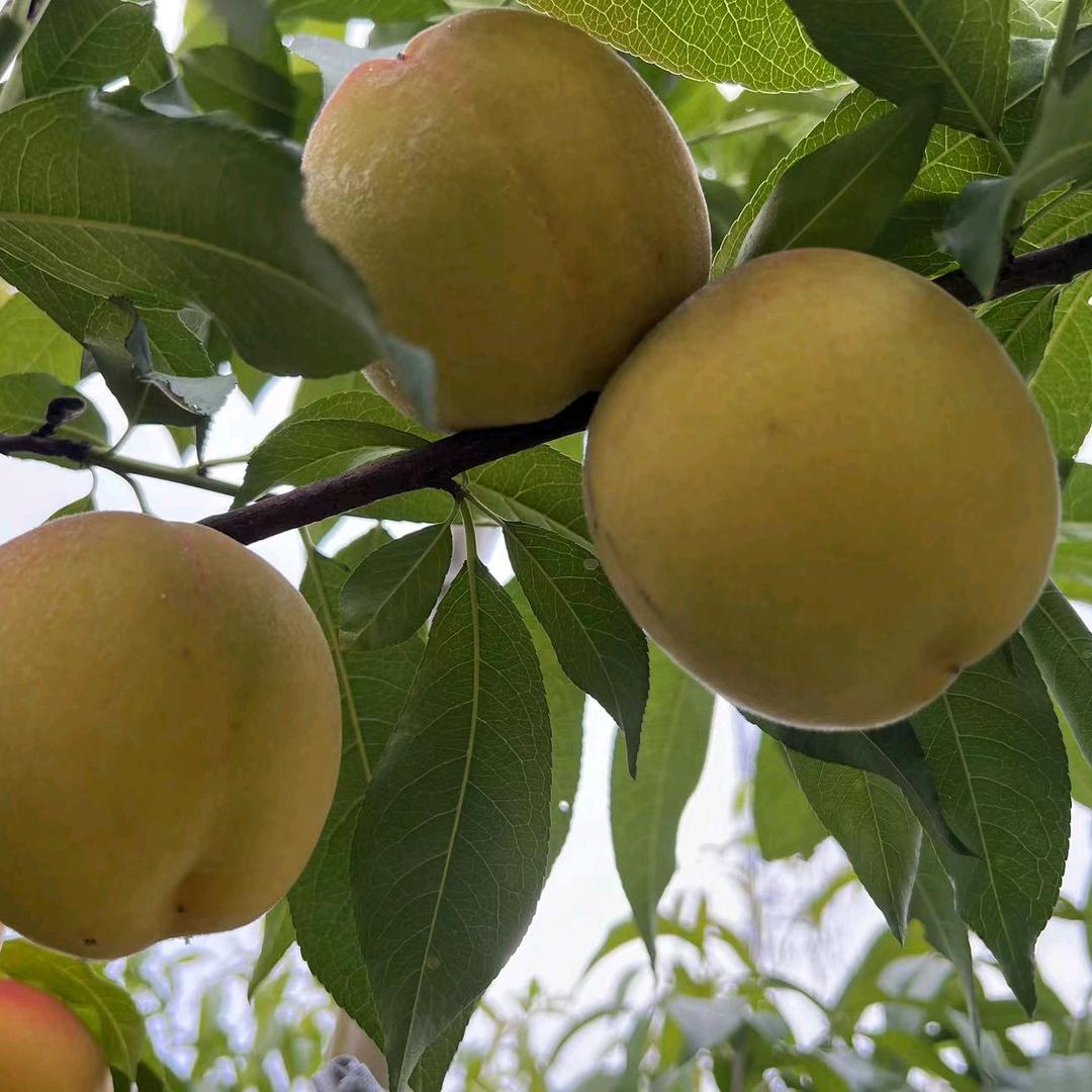 苏寨关帝庙桃园