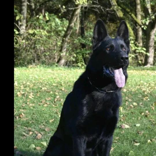 冯大美东德牧羊犬