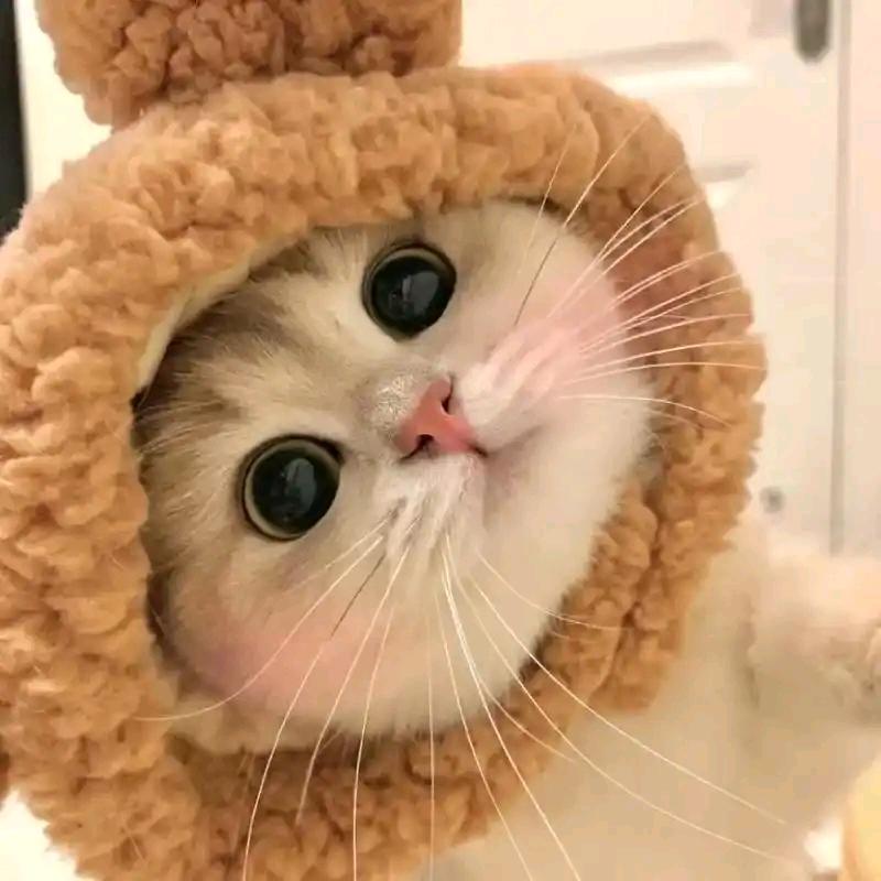 念秋.